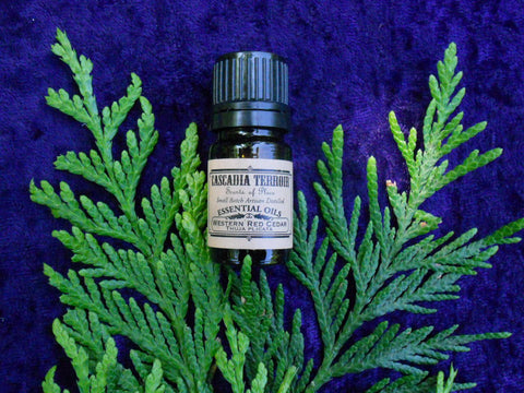 Red Cedar Essential Oil (Thuja Plicata)