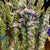 Herbal Wands