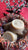 Red Cedar oatmeal Shaving Soap